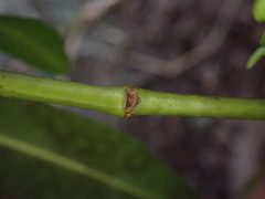 Euphorbia halemanui