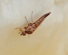 Propebrevitrichia
