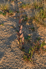 Saussurea ussuriensis