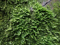 Plagiothecium denticulatum