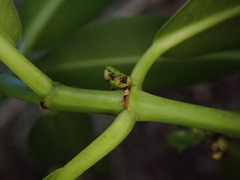 Euphorbia halemanui