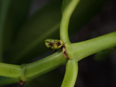 Euphorbia halemanui