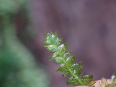 Plagiothecium denticulatum