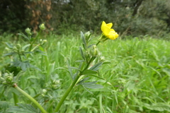 Ranunculus bulbosus