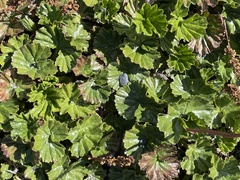 Gunnera magellanica
