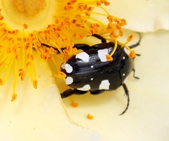 Mausoleopsis amabilis