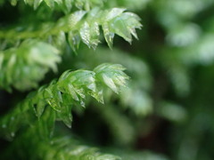 Plagiothecium denticulatum