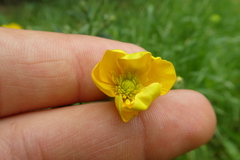 Ranunculus bulbosus