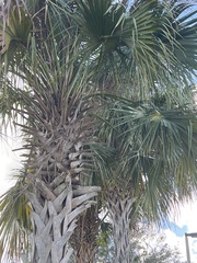 Sabal palmetto