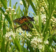 Danaus plexippus