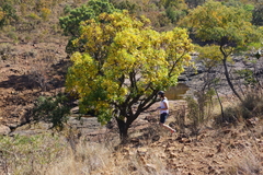 Cussonia natalensis
