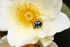Mausoleopsis amabilis