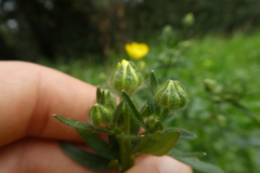 Ranunculus bulbosus