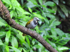 Saltator maximus