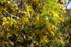 Cussonia natalensis