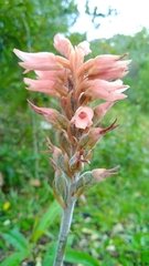 Sacoila lanceolata
