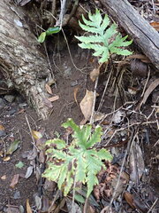 Doryopteris angelica