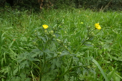 Ranunculus bulbosus