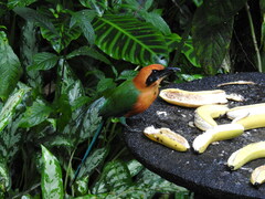 Baryphthengus martii