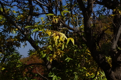 Cussonia natalensis