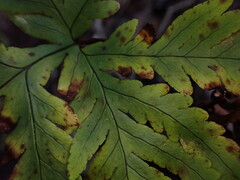 Doryopteris angelica