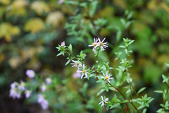 Ampelaster carolinianus