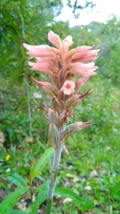 Sacoila lanceolata