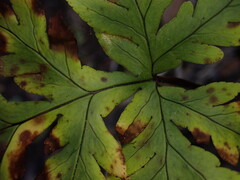 Doryopteris angelica