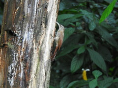 Lepidocolaptes souleyetii