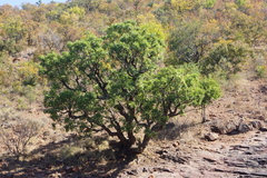 Cussonia natalensis