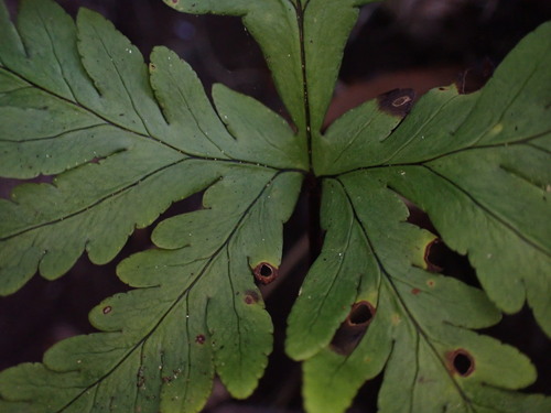 Doryopteris angelica, 2022-11-16