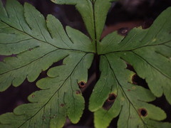 Doryopteris angelica