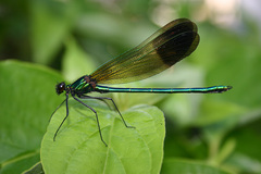 Calopteryx aequabilis