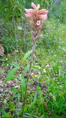 Sacoila lanceolata
