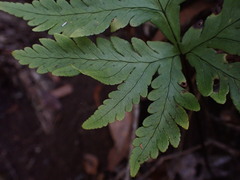 Doryopteris angelica