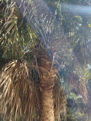 Sabal palmetto