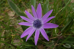 Anemone hortensis