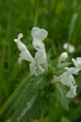 Lamium bifidum