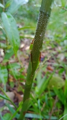 Sacoila lanceolata