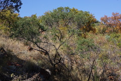 Ozoroa paniculosa