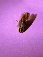Blattella vaga