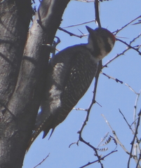 Chloropicus namaquus