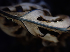 Doryopteris angelica