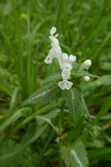 Lamium bifidum