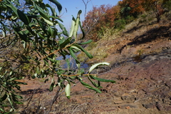 Ozoroa paniculosa