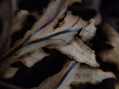 Doryopteris angelica