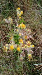 Senecio conyzifolius