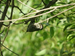 Dryobates mixtus