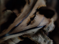 Doryopteris angelica