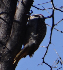 Chloropicus namaquus